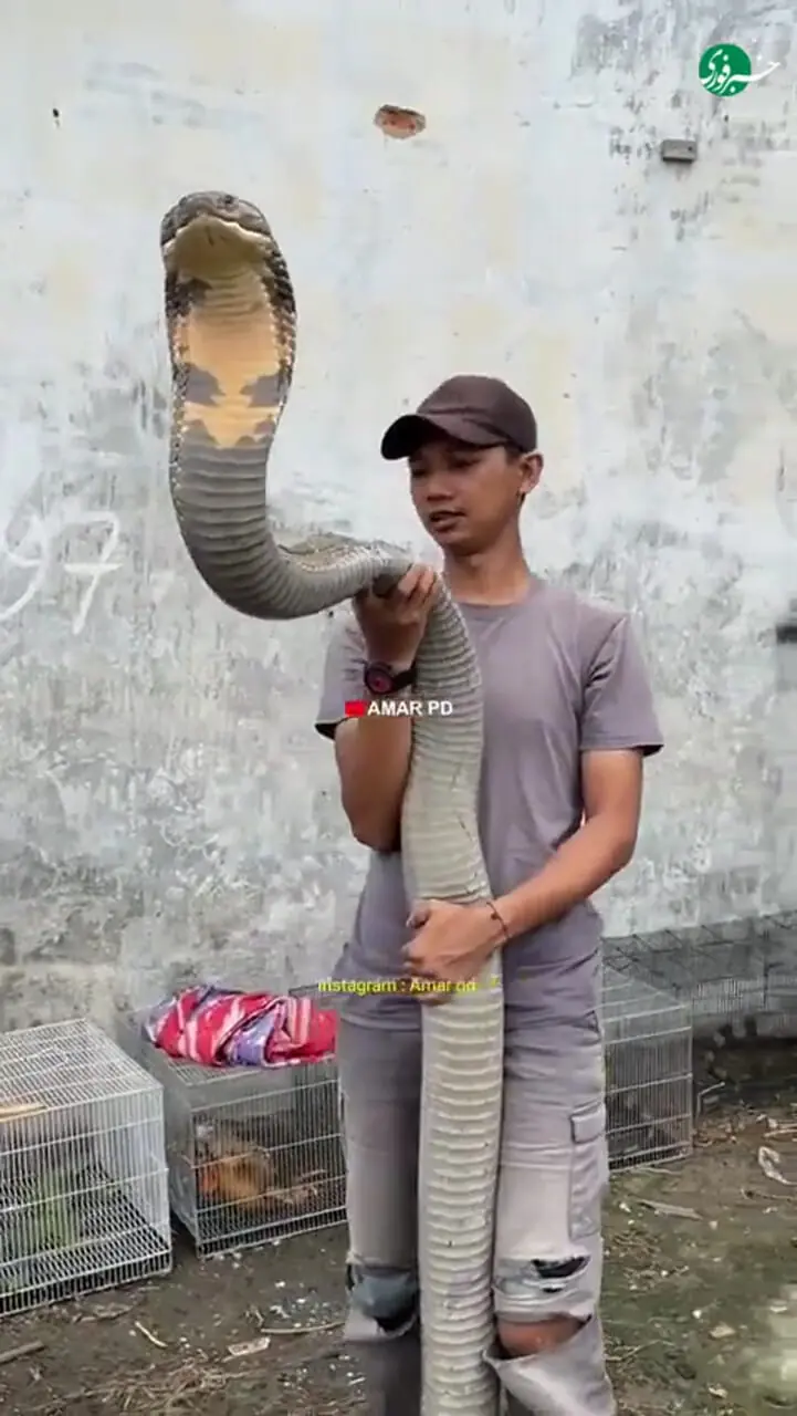 خونسردی باورنکردنی یک جوان کنار شاه کبرا !